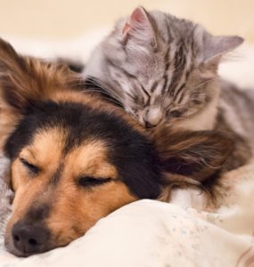Cat and Dog on Bed