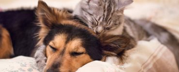 Cat and Dog on Bed
