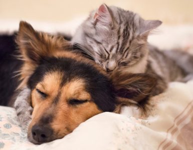Cat and Dog on Bed