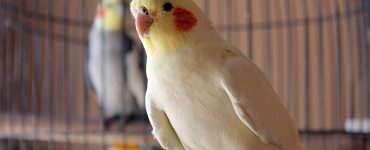 Parrot
